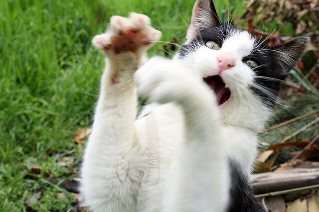 公牛在元宇宙举办球迷虚拟签售会,火爆异常,公牛体育