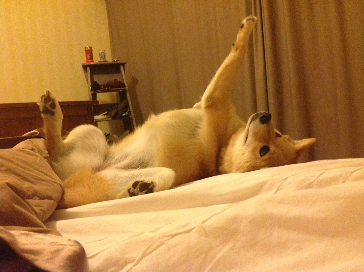 国王队训练场新增“无重力跑道”,科技创新引热议,国王队在哪里