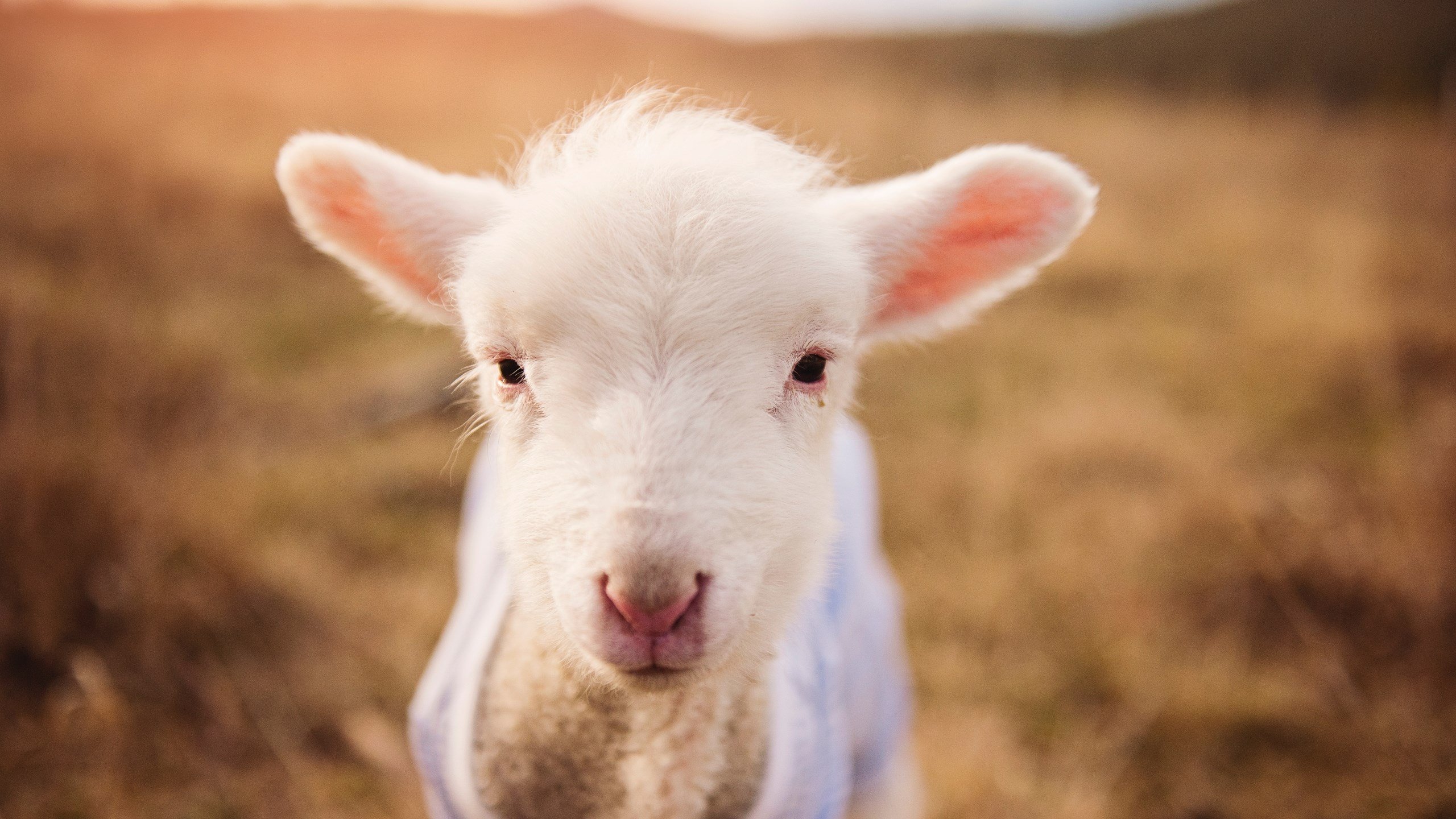 九游app官网下载-女足青训体系优化培养全面型球员，女足青训中心最新消息