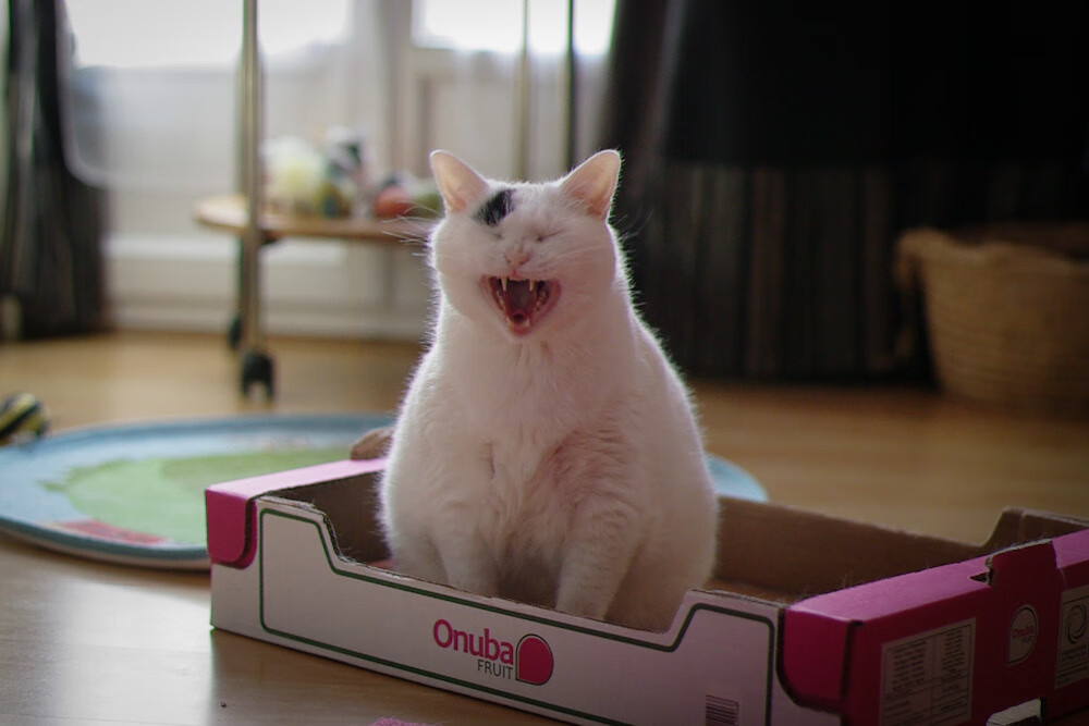 欧冠“黑金时代”:那些金光璀璨的夺冠季节,欧冠金靴百度百科