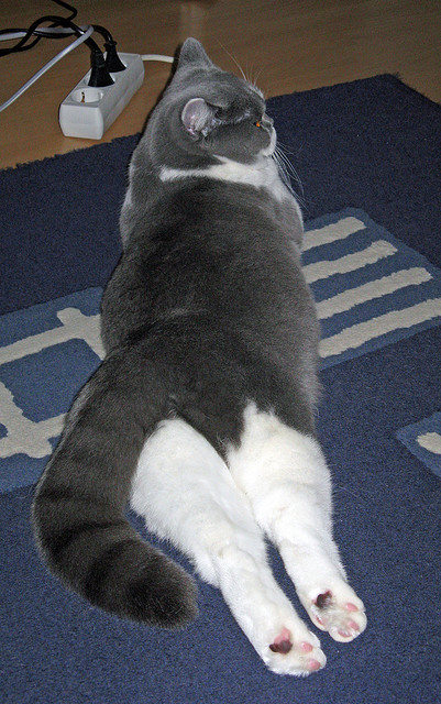 九游游戏中心-本田车队在日本大奖赛中表现出色，honda车队