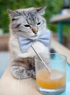 森林狼球员持股本地初创公司,开启商业新篇章,森林狼球队市值