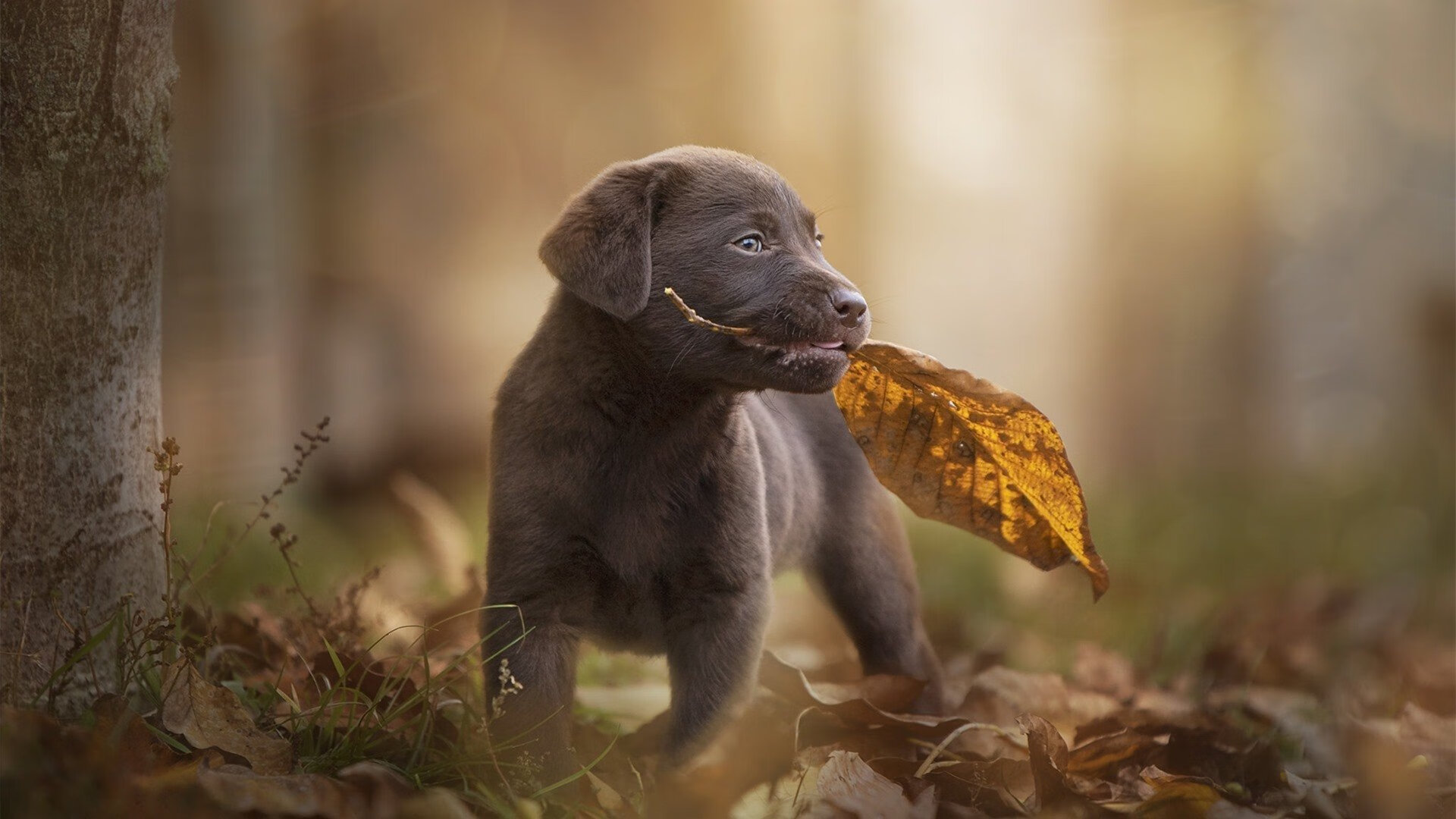 阿森纳逆转曼联登顶英超榜首,争冠形势生变,英超阿森纳vs曼联比分