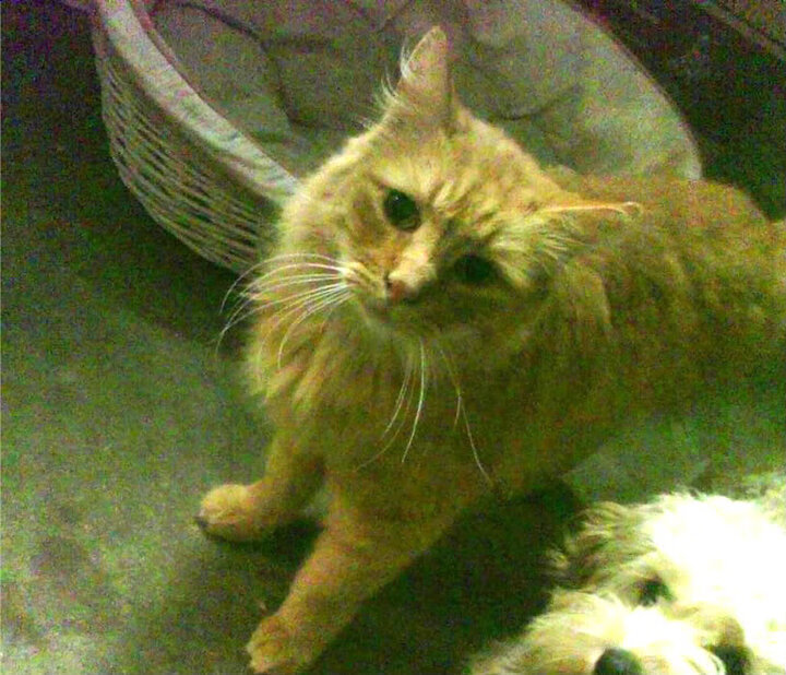 九游娱乐(jiuyou)官网-KPL夏季赛裁判判罚准确率达98.7%，kpl赛制规则