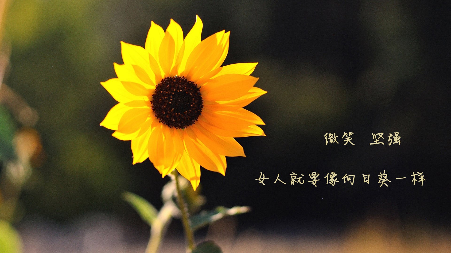 上海海港中场组织能力增强,上海海港队