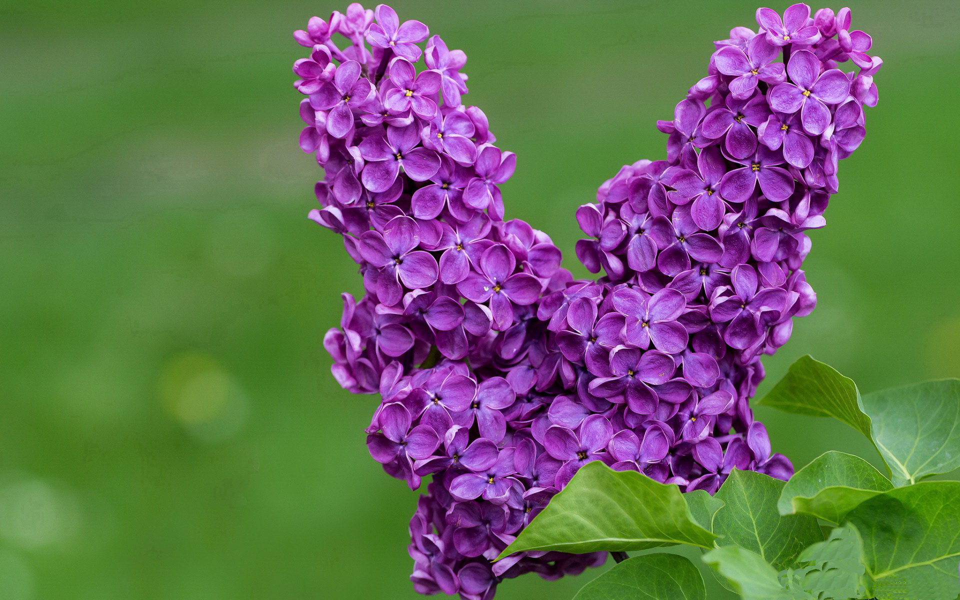 WNBA推广活动火爆进行中,wnba推介