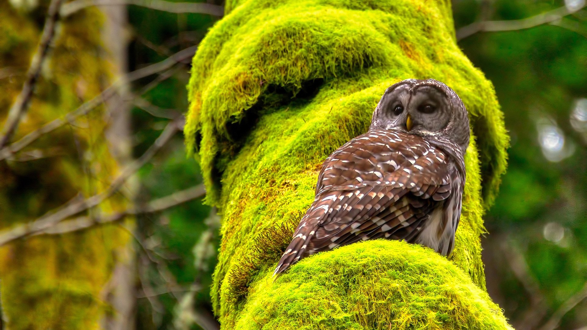 北京人和客场战平山东鲁能，难分胜负，北京人和近期比分